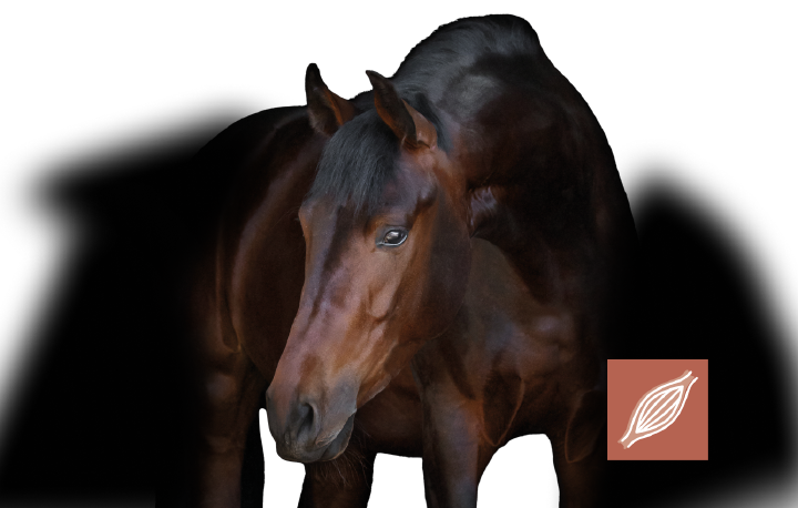 Kat equinova muskulatur nervensystem